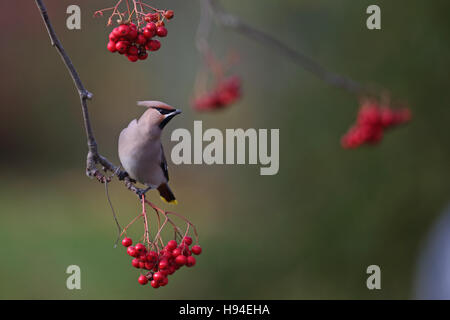 (Waxwing Bombycilla garrulus) Foto Stock