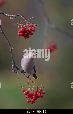 (Waxwing Bombycilla garrulus) Foto Stock