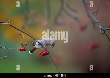 (Waxwing Bombycilla garrulus) Foto Stock