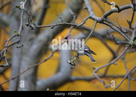 (Waxwing Bombycilla garrulus) Foto Stock