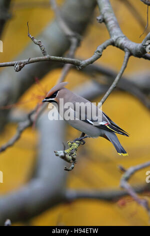 (Waxwing Bombycilla garrulus) Foto Stock