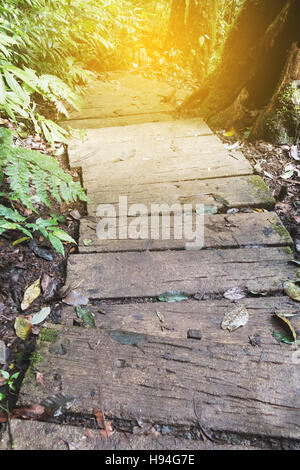 Itinerari di trekking che conduce attraverso il paesaggio nella giungla profonda della foresta pluviale tropicale. Sfondo di viaggio a Doi Inthanon Park, Thailandia Foto Stock