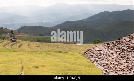 Capanna tradizionale tetto con giallo terrazzati riso paddy campo nelle zone rurali della Thailandia Foto Stock