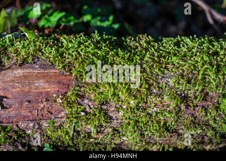 Mousse sur tronc d'atbre forêt domanial Sainte Baume Var Francia 83 Foto Stock