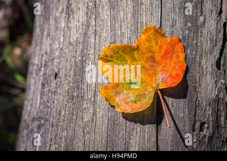 "Feuille d'erable d'italie sur Tronc d'arbre en Automne Foto Stock