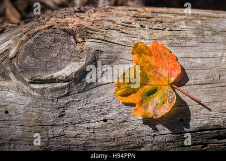 "Feuille d'erable d'italie sur Tronc d'arbre en Automne Foto Stock