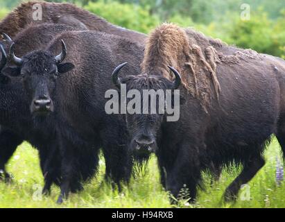 Legno maschio di bisonti pascolano tori in un campo dal 7 febbraio 2011 in Alaska. Foto Stock