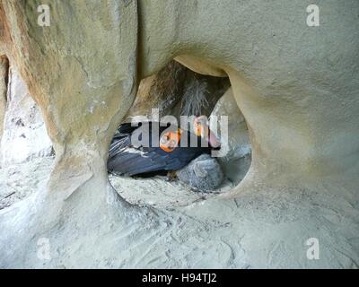 Un California condor protegge i suoi pulcini nel nido di una grotta nei pressi di tramoggia Mountain National Wildlife Refuge durante la stagione di nidificazione Maggio 29, 2008 vicino a Fillmore, California. Foto Stock