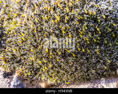 Gouttes d'eau sur mousse forêt domanial de la st baume Var Francia 83 Foto Stock