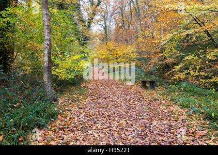 Prendendo un sentiero attraverso gli alberi circondato dai colori del tardo autunno foglie. Foto Stock