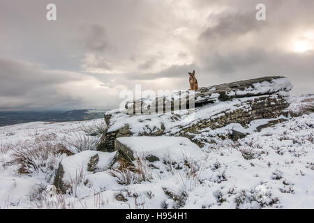 Leeds, West Yorkshire, Regno Unito. Il 18 novembre 2016. Regno Unito Meteo. Più neve colpisce la terra superiore nello Yorkshire, Ilkley Moor, Ilkley, Regno Unito. Rebecca Cole/Alamy Live News Foto Stock