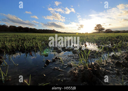 Chessington Surrey, Regno Unito. Xviii Nov, 2016. Cielo blu e il sole del pomeriggio a Chessington nel Surrey. Recenti piogge acqua ha registrato i terreni agricoli con grano di inverno mostra circa 4 pollici (10cm) di crescita. Credito: Julia Gavin UK/Alamy Live News Foto Stock