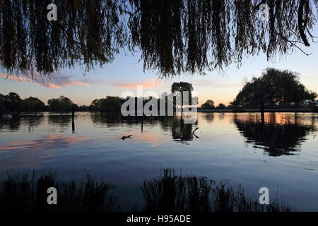 Bushy Park, London, Regno Unito. Xix Nov, 2016. Riflessioni sull'Heron Pond a sunrise in Bushy Park, Londra SW. Credito: Julia Gavin UK/Alamy Live News Foto Stock