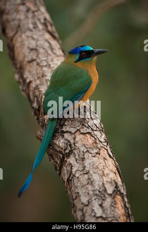 Un Blu-crowned Motmot (aka Motmot amazzonica) dal Brasile centrale. Foto Stock