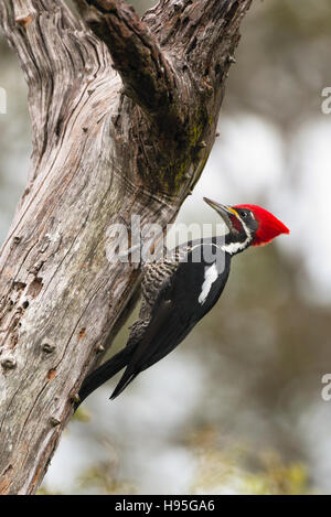 Un maschio di Picchio Lineated ricerca per le larve su un albero morto Foto Stock