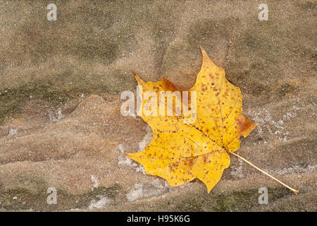 Luccicante come piccoli diamanti, i grani allentati di un masso di arenaria che circondano un autunno maple leaf. Foto Stock