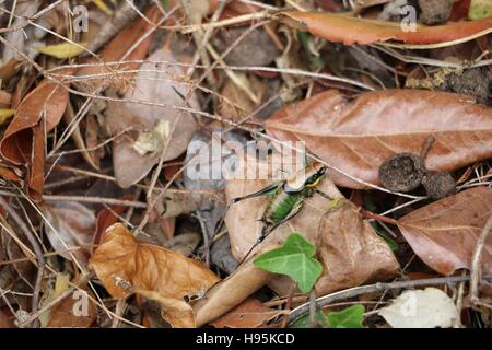 Grillo verde sul terreno disponibili in alta risoluzione e di diverse dimensioni per adattarsi alle esigenze del vostro progetto Foto Stock