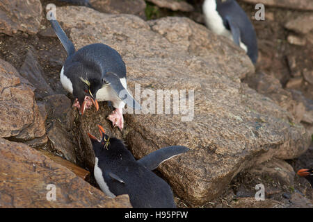 Pinguini saltaroccia litigando Foto Stock