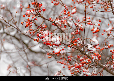 I rami di un frassino di montagna sono coperte con la prima neve Foto Stock