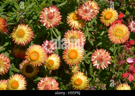 Closeup arancio e giallo margherite di genere crisantemo in Italia Foto Stock