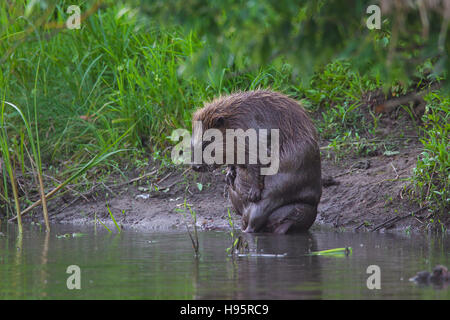 Eurasian beaver / castoro europeo (Castor fiber) grooming pelo bagnato su riverbank Foto Stock