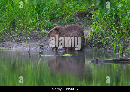 Eurasian beaver / castoro europeo (Castor fiber) sulla banca del fiume Foto Stock