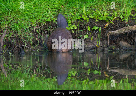 Eurasian beaver / castoro europeo (Castor fiber) sulla banca del fiume entra in acqua Foto Stock