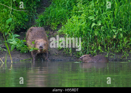 Eurasian beaver / castoro europeo (Castor fiber) con i giovani sulla riva del lago la vegetazione di raccolta per i prodotti alimentari di cache Foto Stock