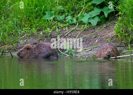 Due Eurasian castori / castoro europeo (Castor fiber) rodendo su steli di piante in stagno Foto Stock