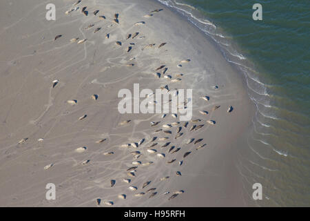 Vista panoramica di guarnizioni comune / Harbour guarnizioni (Phoca vitulina) nella colonia di foche con giovani in appoggio sul sandbank lungo la costa del Mare del Nord Foto Stock