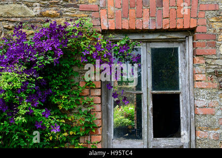 Clematis viticella etoile violette fiori viola fiore fioritura scalatore il coperchio del superriduttore coperto un muro di mattoni vecchi fatiscenti Foto Stock