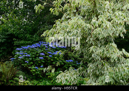 Cornus controversa variegata ortensie blu ortensie mix di colori misti combinazione colori display visualizza garden design Foto Stock