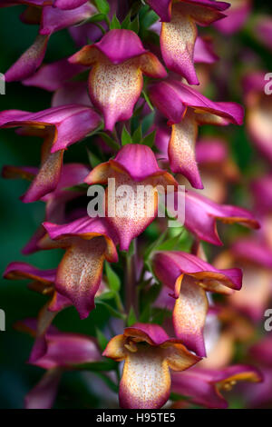 Illuminazione digitalico rosa foxgloves foxglove sterile di ibridizzazione ibrido Isoplexis perenne fiore fiori floreale RM Foto Stock