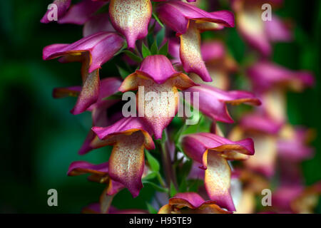 Illuminazione digitalico rosa foxgloves foxglove sterile di ibridizzazione ibrido Isoplexis perenne fiore fiori floreale RM Foto Stock