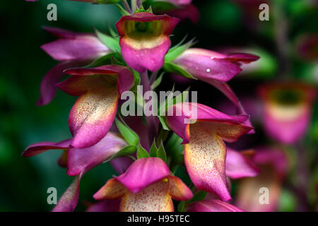 Illuminazione digitalico rosa foxgloves foxglove sterile di ibridizzazione ibrido Isoplexis perenne fiore fiori floreale RM Foto Stock