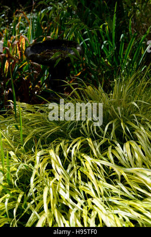 Hakonechloa macra Aureola dorata foresta giapponese erba erbe fogliame variegato lascia ombra ombroso giardino ombreggiato giardinaggio Foto Stock