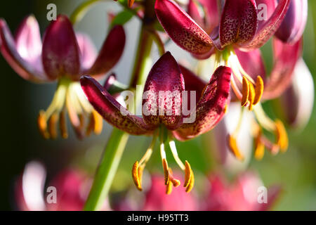 Il Lilium Martagon mattina russo lillies Giglio Fiore rosso fiori estate perenne ombra ombra turchi cap floreale RM Foto Stock