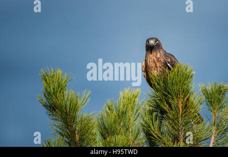 Brown Hawk Bird seduto su un albero di pino, guardando verso la telecamera Foto Stock