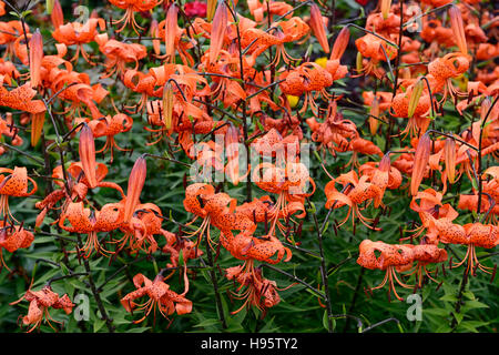 Lancifolium Lilium tigrinum splendens arancione screziato marcature closeup fiori ritratti di piante i bulbi tiger lily gigli Foto Stock