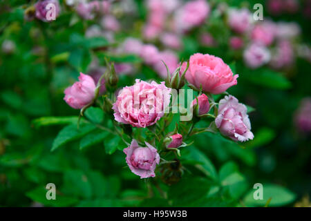 Rosa grootendorst rosa rugosa rosa rose fiore fiori fioritura arbusti arbusto floreale RM Foto Stock