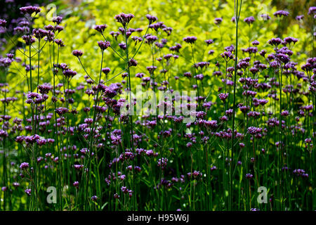 Verbena bonariensis purple fiore fiori fioritura di progettazione display confine letto retroilluminato foglie verde fogliame contrasto floreale RM Foto Stock