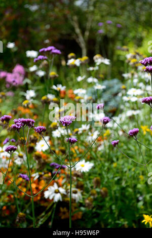 Verbena bonariensis purple fiore fiori fioritura display mix di design letto misto di frontiera floreale RM Foto Stock