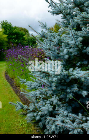 Picea pungens Colorado abeti verbena bonariensis purple fiore fiori fioritura floreale RM Foto Stock