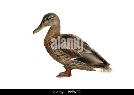 Anatra selvatica (Anas platyrhynchos) su sfondo bianco Foto Stock