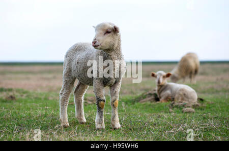 Little Lamb al pascolo Foto Stock