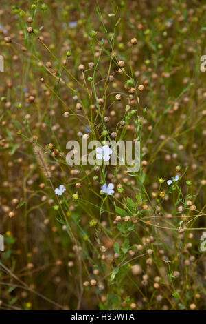 Semi di lino e fiori (Linum) sul campo Foto Stock