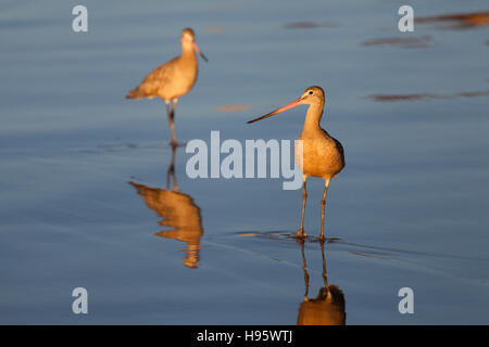 In marmo coppia Godwit Foto Stock