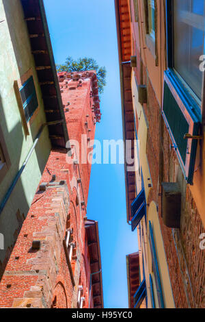 Torre Guinigi a Lucca, Toscana, Italia centrale, è la più importante torre di Lucca con un giardino sulla parte superiore Foto Stock