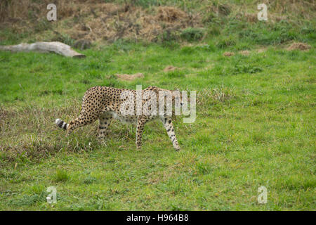 Cheetah stalking attraverso erba lunga. Foto Stock
