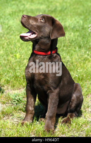 3 mese di cioccolato vecchio Labrador Retriever cucciolo Foto Stock